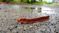 Sams Hobart Millipedes Control  image 2